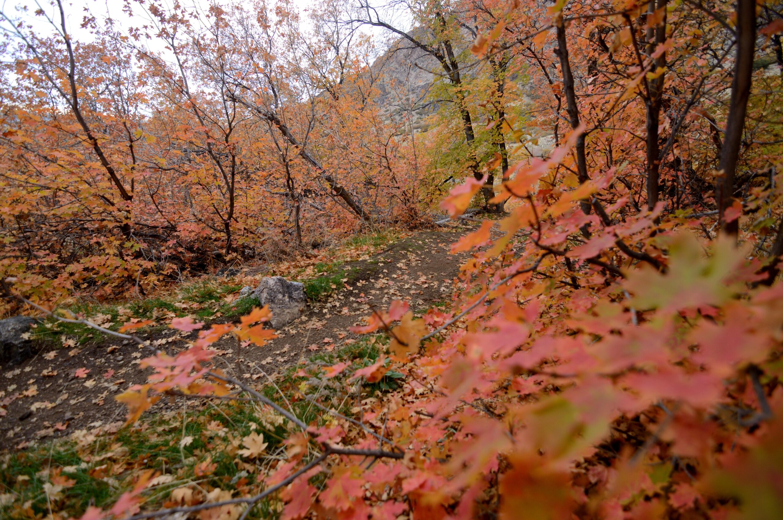 View of a trail in the Ogden mountains